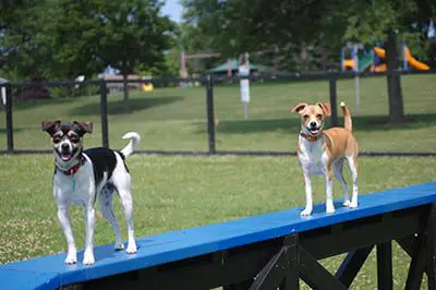 a couple of dogs on a blue board
