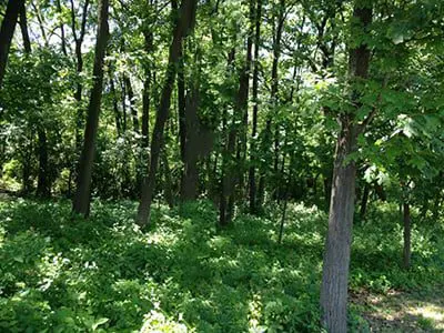 a forest with persony trees