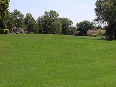 a large grassy hill with trees and houses