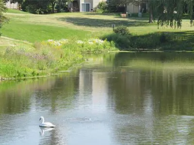 a swan swimming in a pond