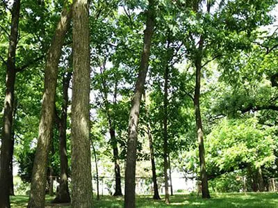 a group of trees in a park