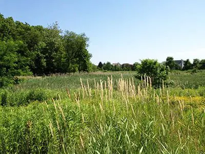 a field of tall grass and trees