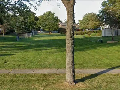 a tree in a grassy area