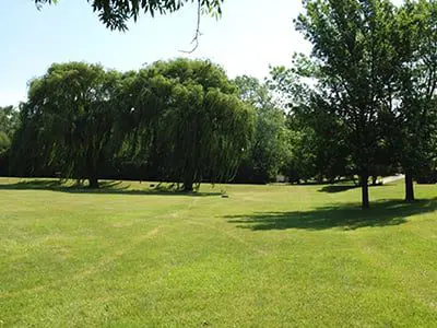 a grassy area with trees and a few trees