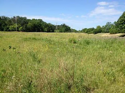a field of grass and trees
