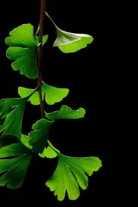 Ginko
