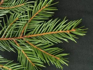 Pine